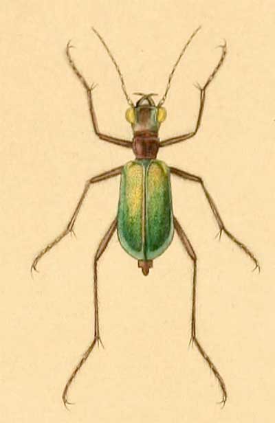 Cheilonycha auripennis