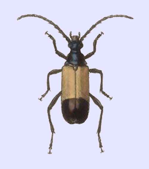 Chontalia cyanicollis