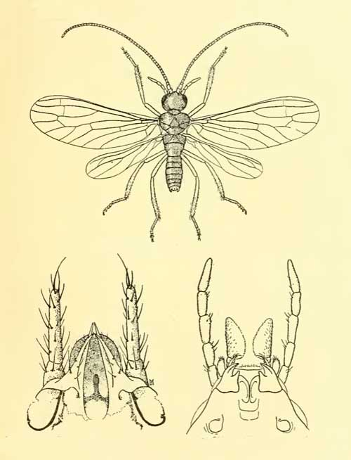 Conwentzia pineticola