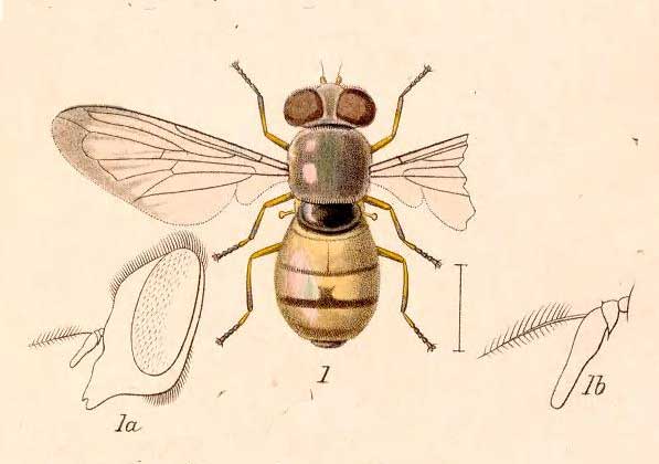 Copestylum amethystinum