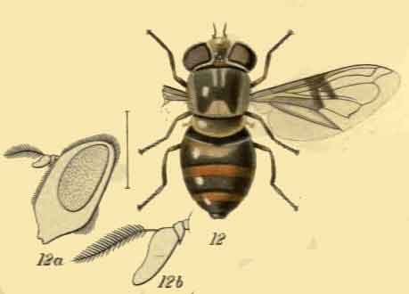 Copestylum quadratum 