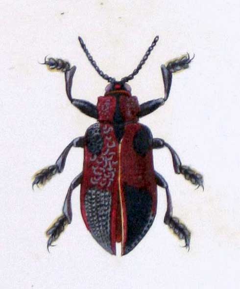 Coraliomela aeneoplagiata