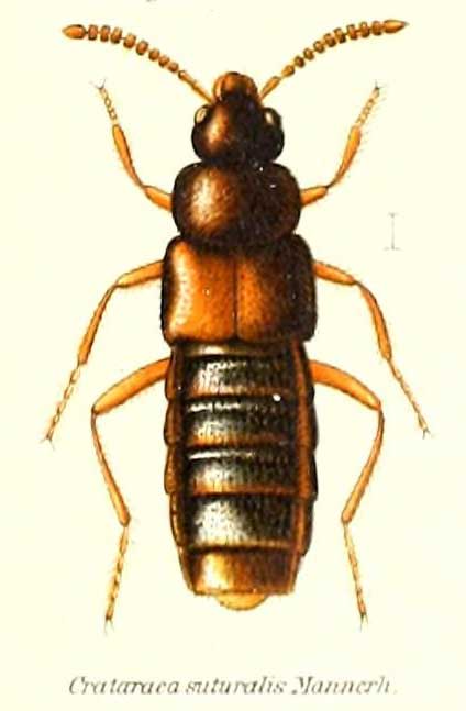 Crataraea suturalis