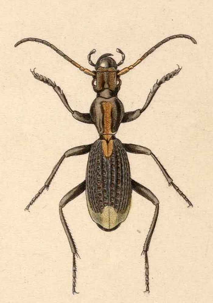 Cypholoba alveolata  ranzanii 