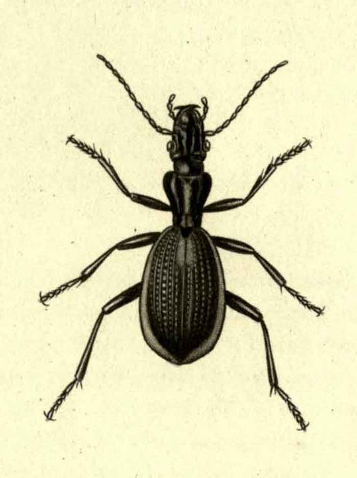 Cypholoba cailliaudii