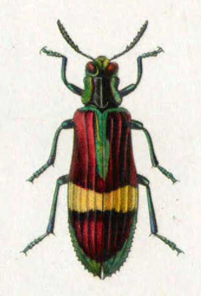 Demochroa gratiosa 