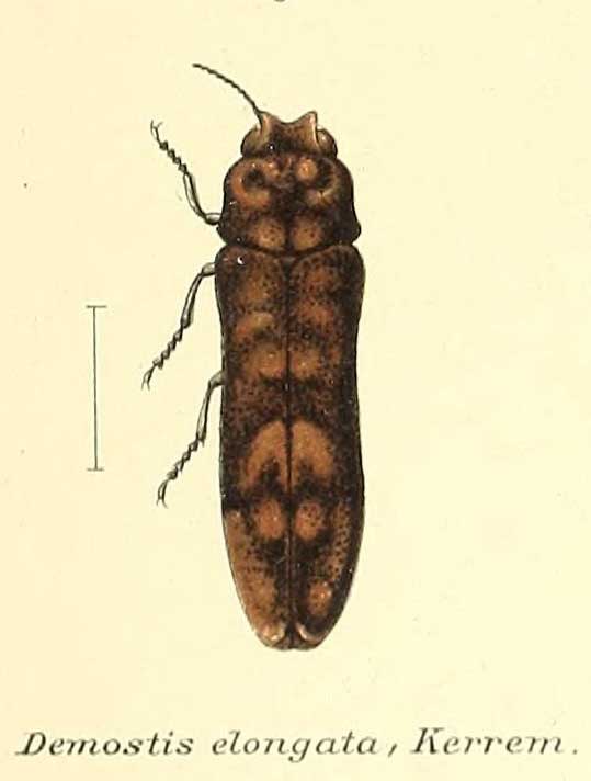 Demostis elongata