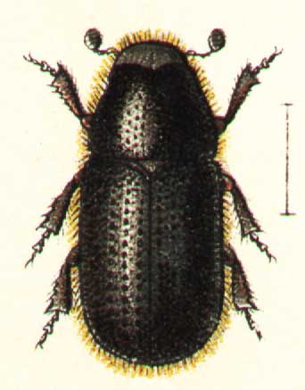 Dendroctonus micans