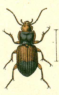 Diachromus germanus