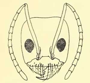 Dorymyrmex