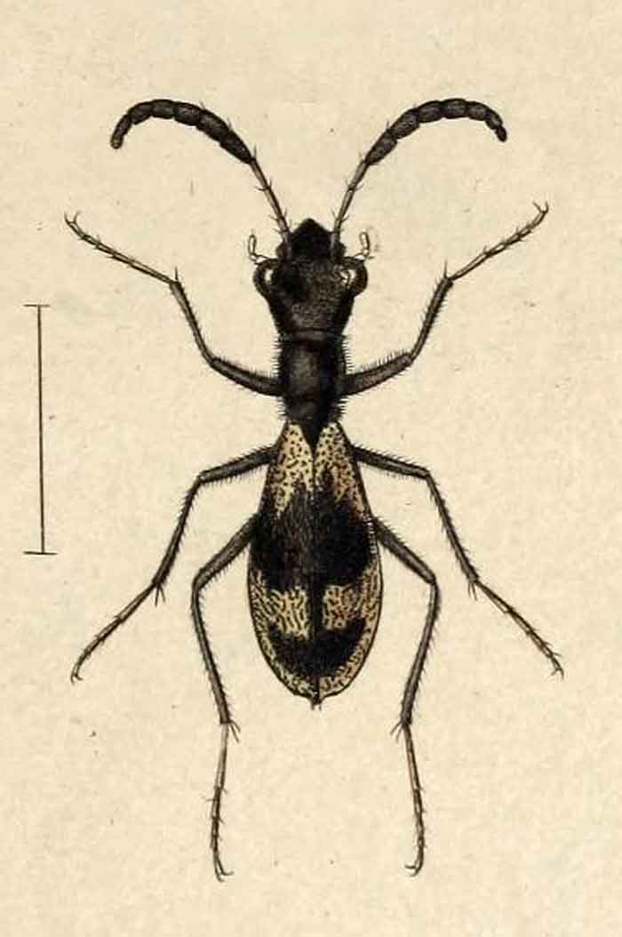 Dromica egregia