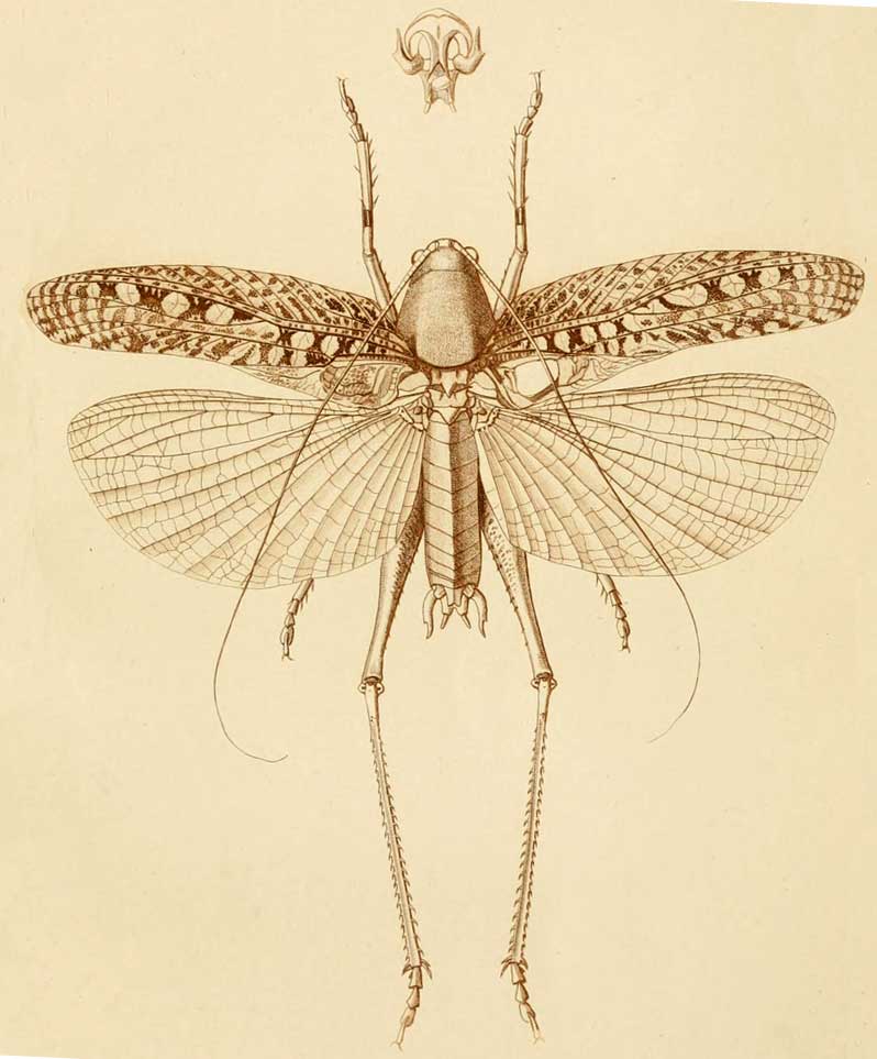 Drymadusa dorsalis