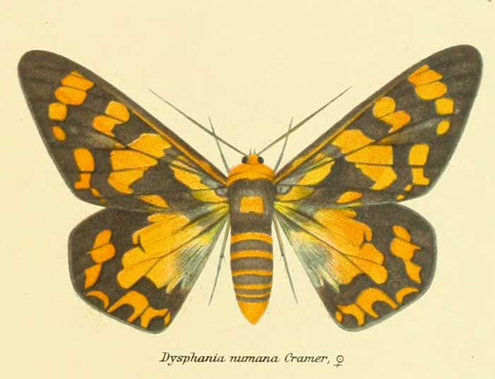 Dysphania numana