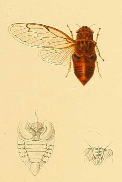 Emathia aegrota