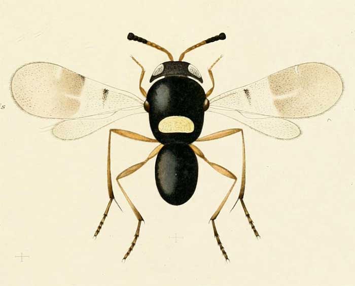 Encyrtus swederi