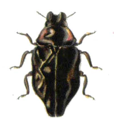 Endelus difformis