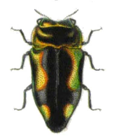 Endelus scintillans