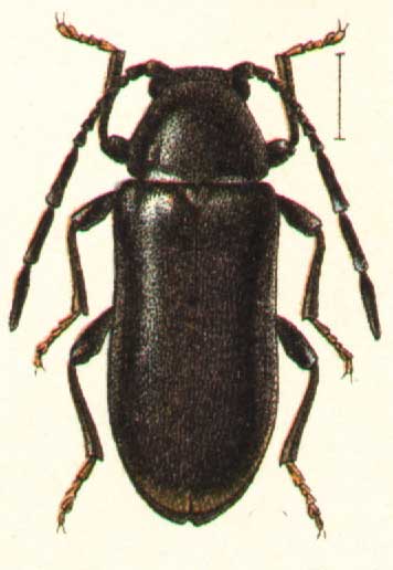 Ernobius nigrinus