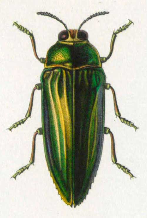 Eucallopistus castelnaudii