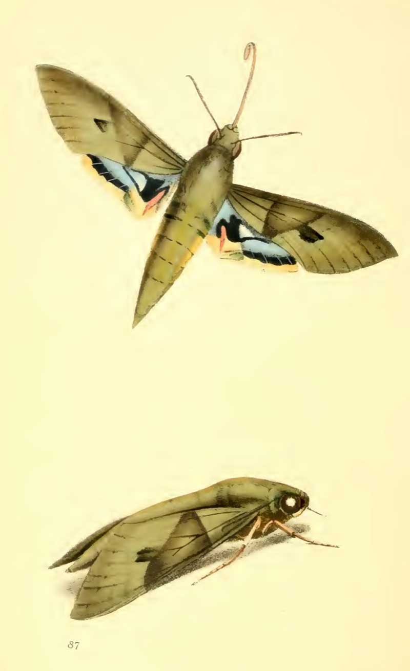 Eumorpha labruscae