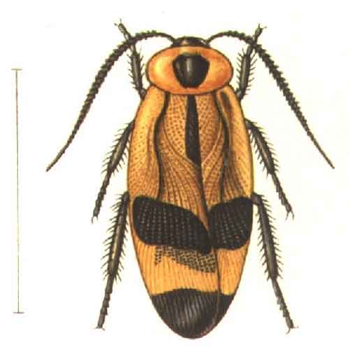 Eunyctibora nigrocincta