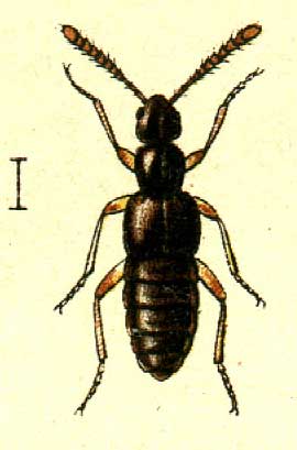 Falagria obscura