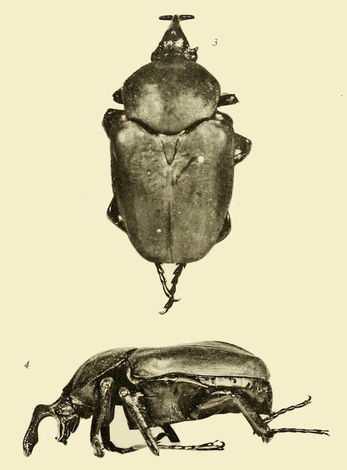 Fornasinius russus