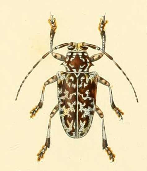 Frea laevepunctata