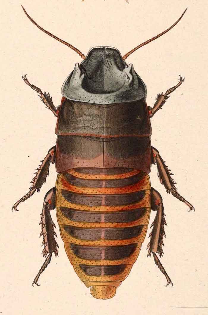 Gromphadorhina portentosa