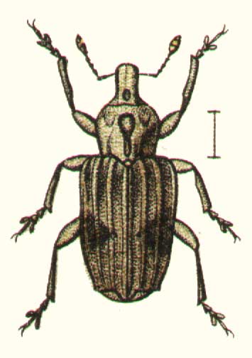 Gronops lunatus