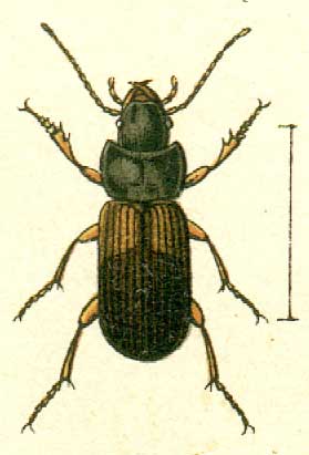 Gynandromorphus etruscus