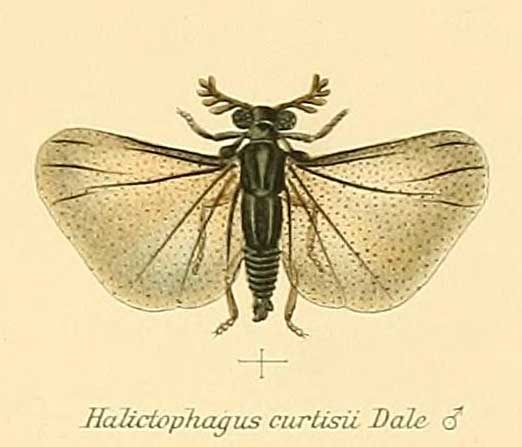 Halictophagus curtisii