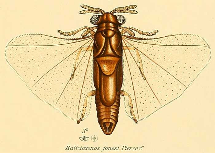 Halictoxenos jonesi