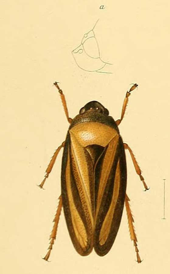 Hemitriecphora haglundi