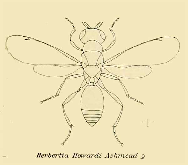 Herbertia howardi