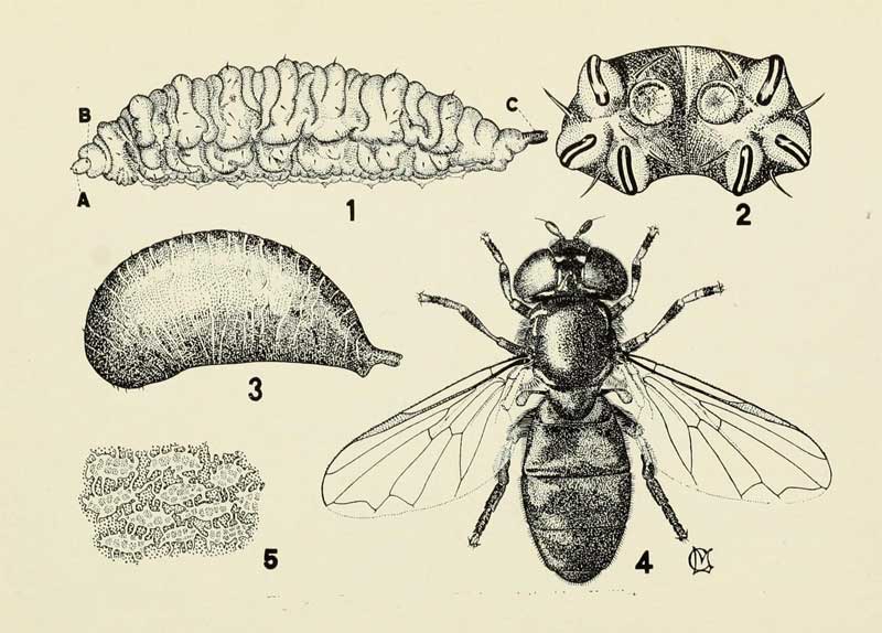 Heringia pisticoides