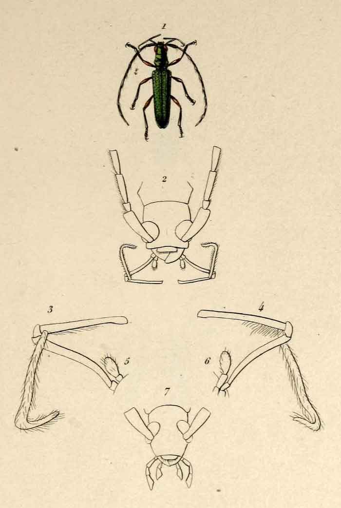 Heteropalpus pretiosus