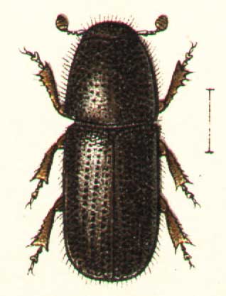 Hylurgus ligniperda