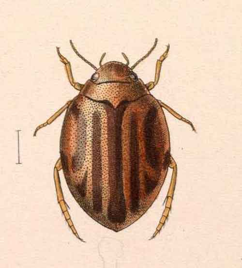 Hyphydrus circumflexus