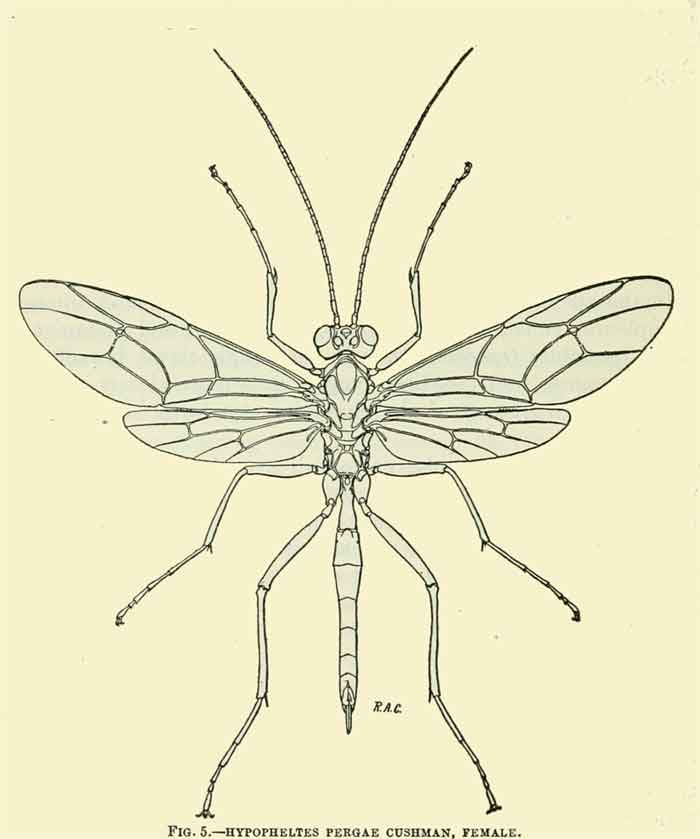 Hypopheltes pergae