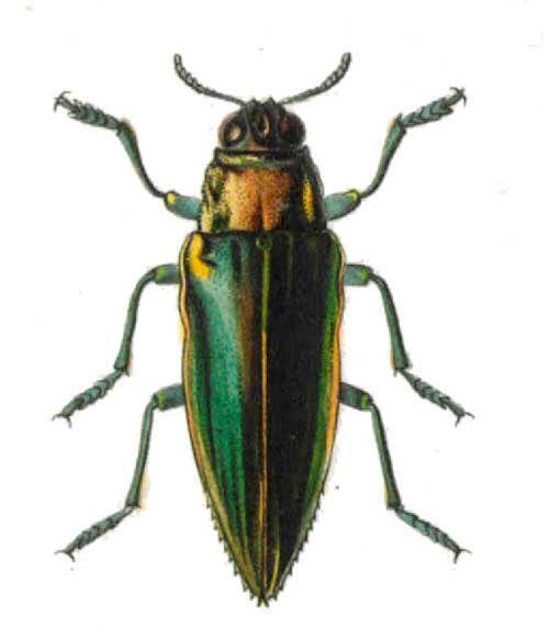 Iridotaenia aurolimbata