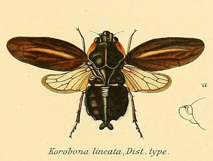 Korobona lineata