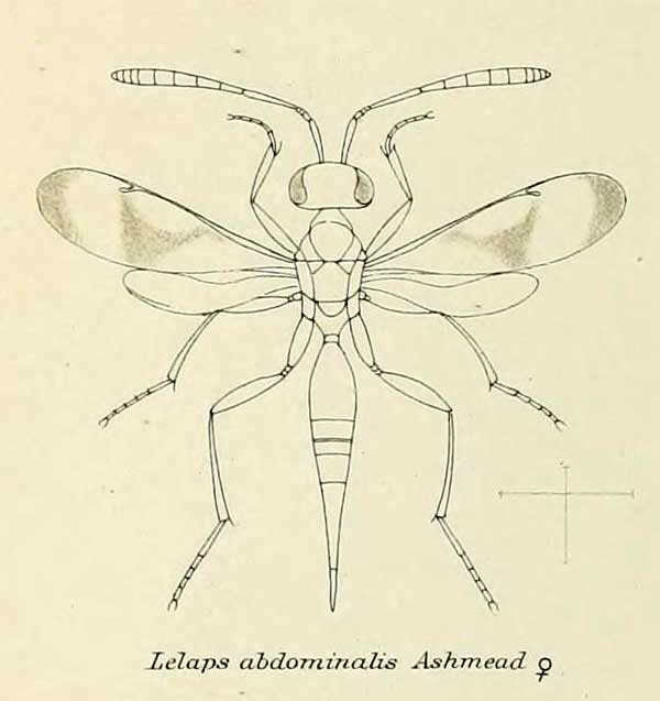 Lelaps abdominalis