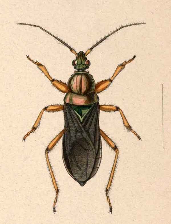 Lestomerus aeneicollis