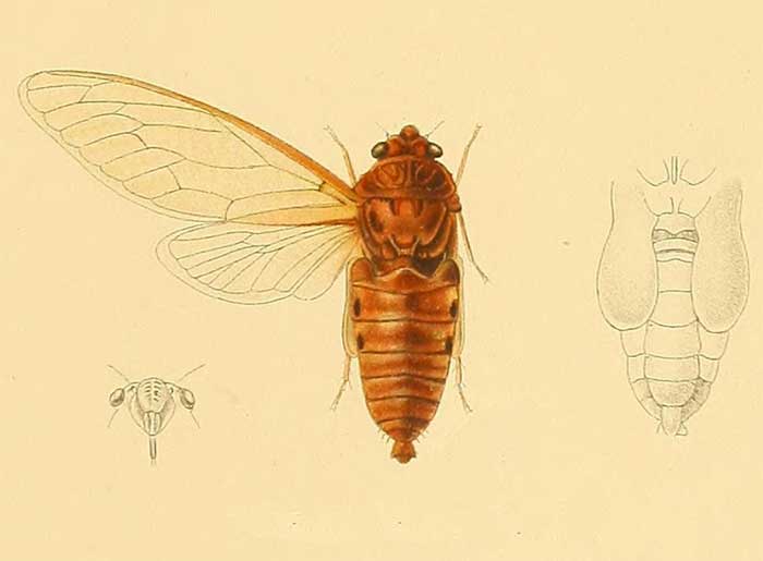 Lethama locusta