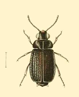 Lichnasthenus armiventris