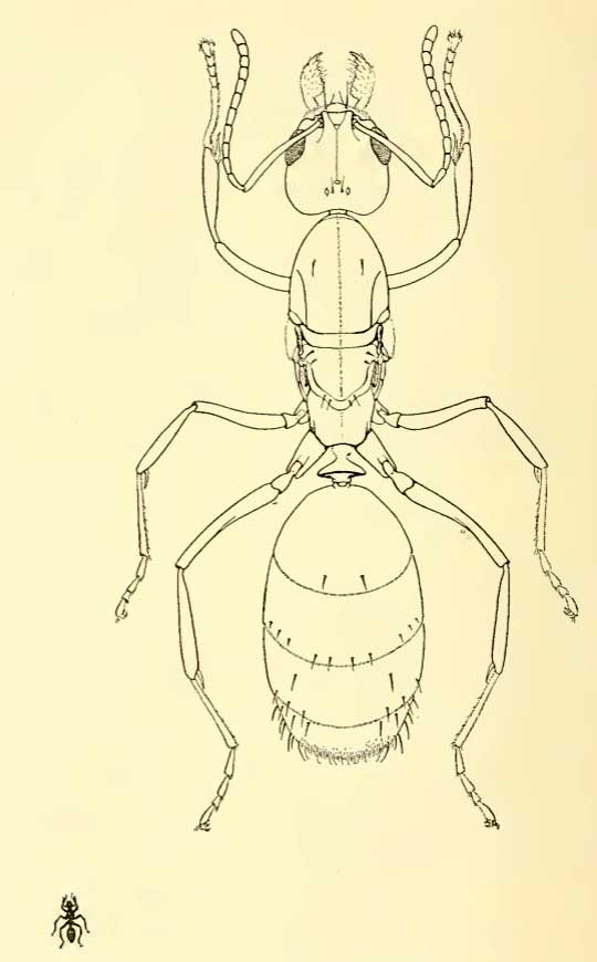 Linepithema humile