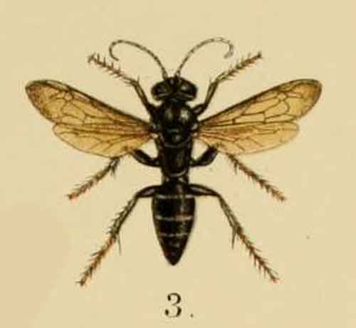 Liris trivittatus