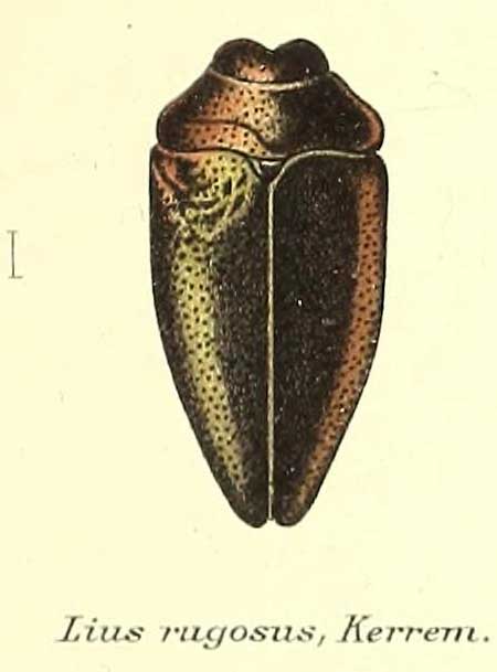 Lius rugosus