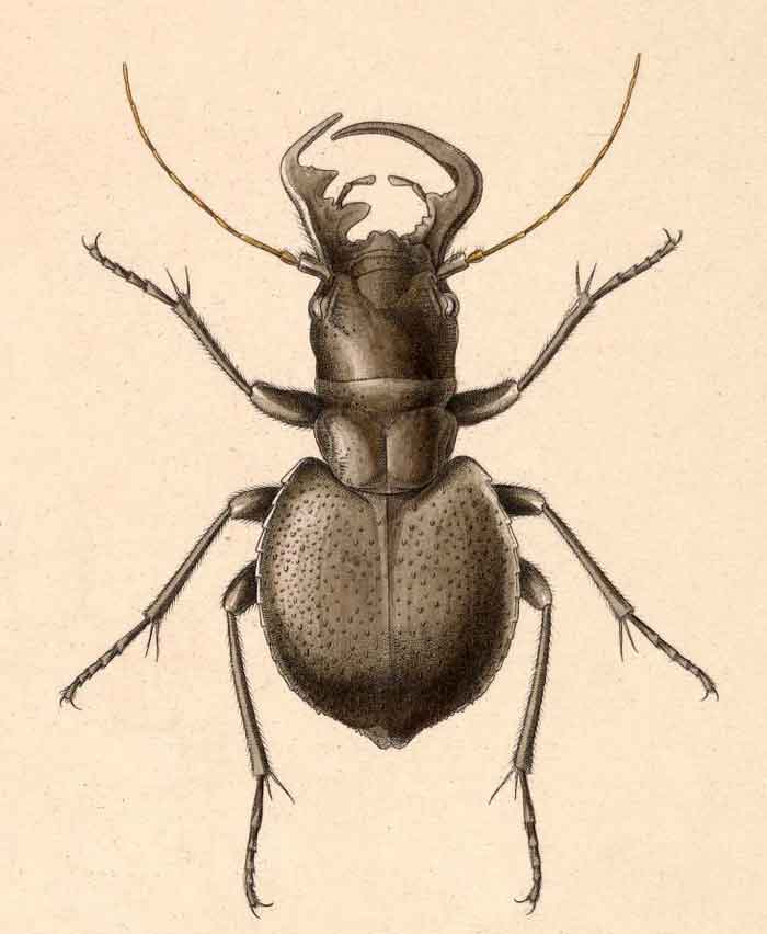 Manticora scabra